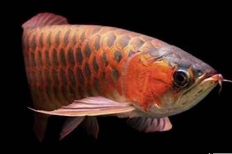 金龙鱼水温多少最好