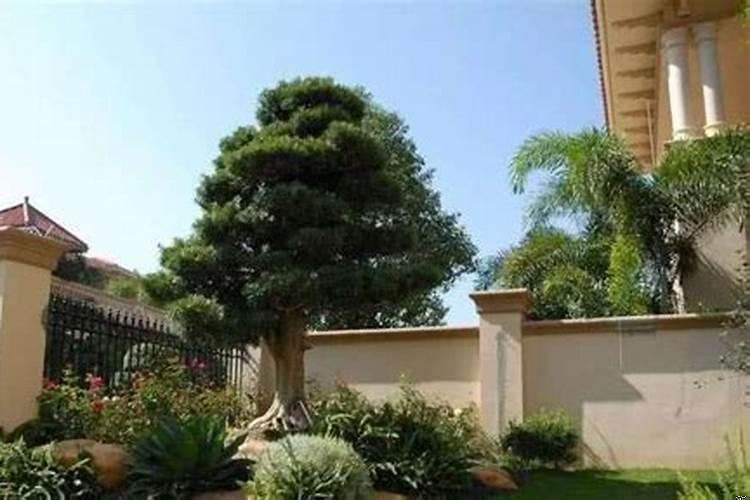 五种不能种在家里的树