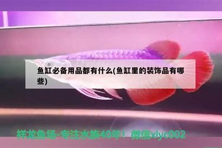 养观赏鱼都需要什么设备