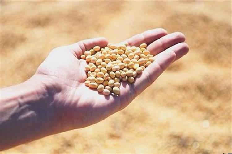 做梦梦见羊撞我