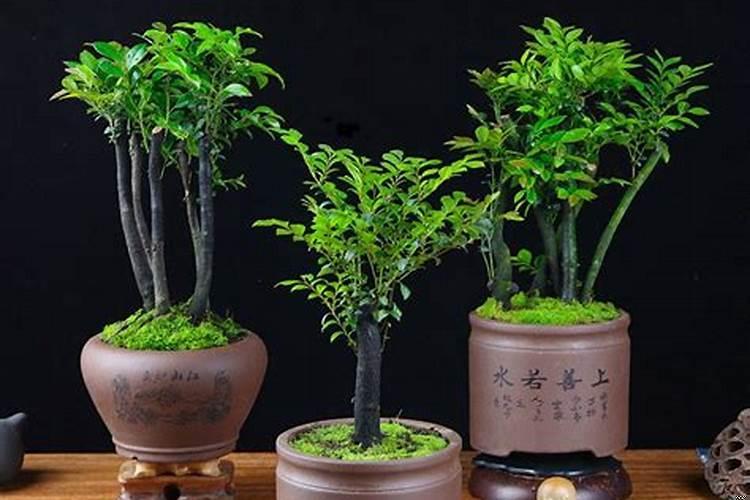 旺宅盆景树种大全