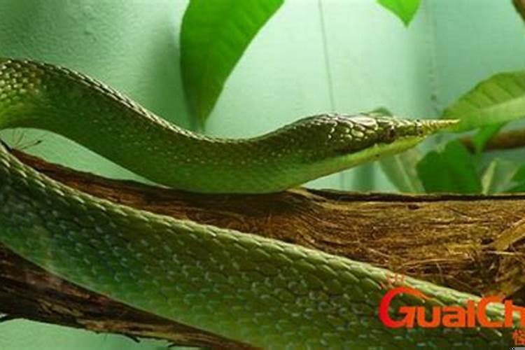 梦见很多蛇预示什么