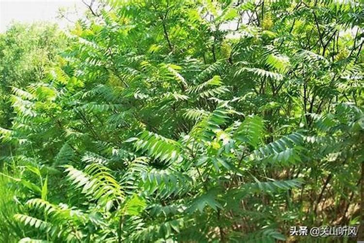 从风水学角度看坟上长树好不好