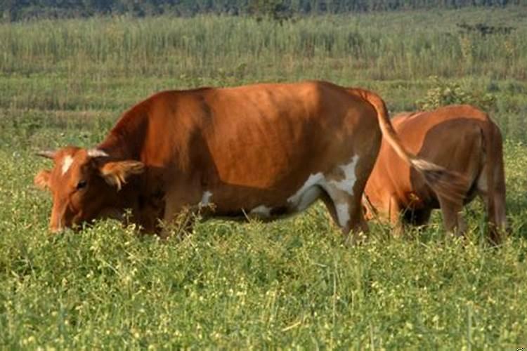 梦到已婚同事喜欢自己