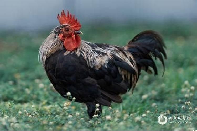 12生肖最幸运手机号尾数