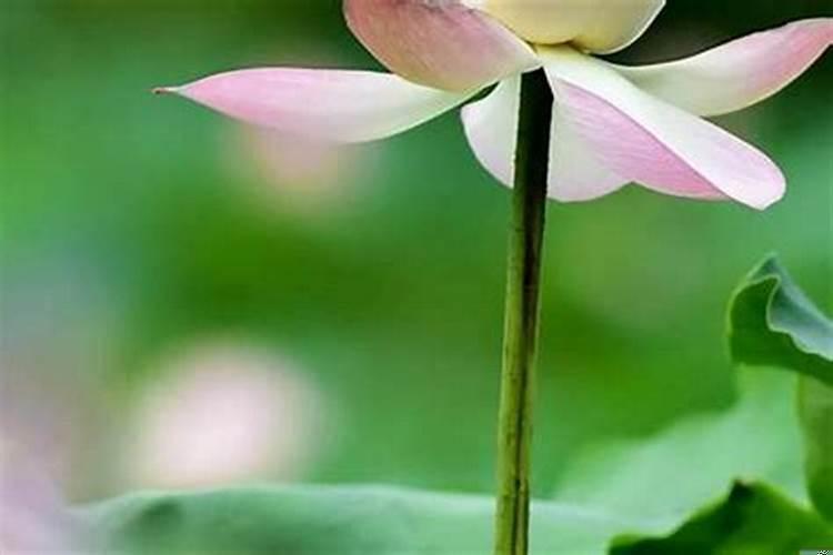 一生桃花最旺生肖