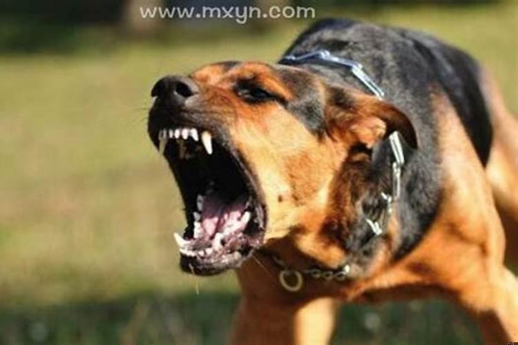 梦见狗咬人是什么预兆