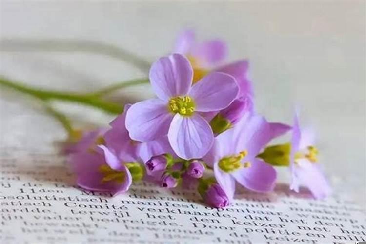 2020年哪几个星座会有好运