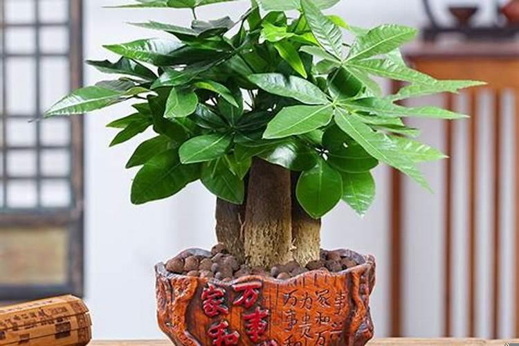 旺宅盆景树种大全