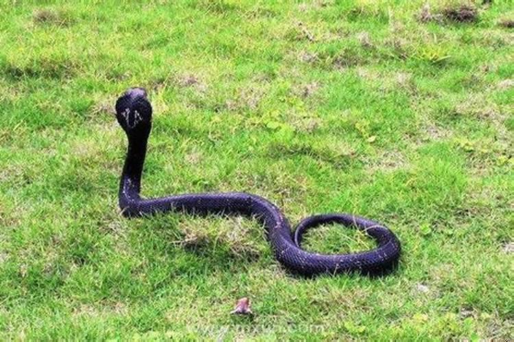 梦见被蟒蛇追着咬伤什么意思