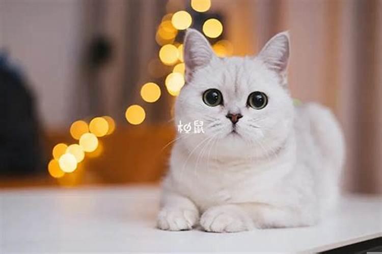 梦到猫到底生男生女生的验证