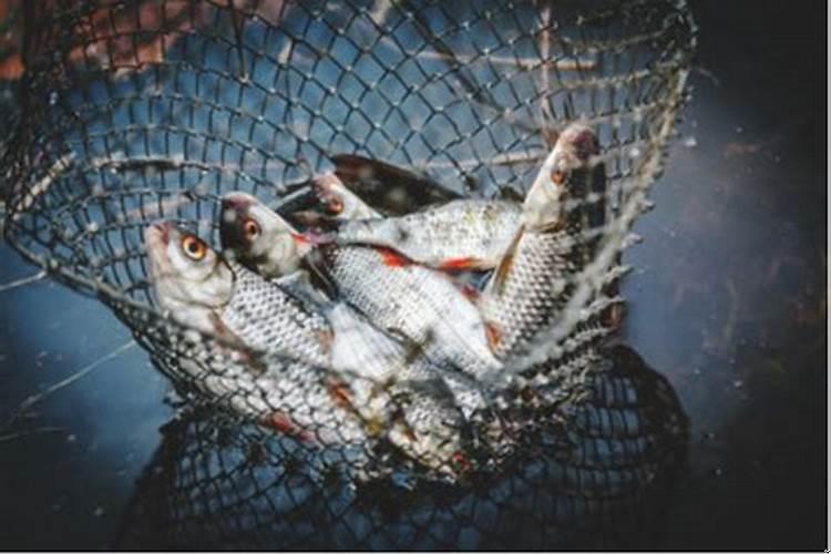 做梦逮鱼啥意思