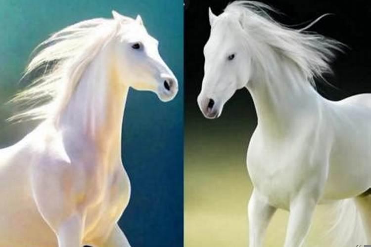 马和马婚配怎么样