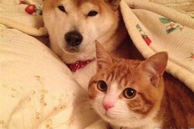 做梦梦见棺材出殡队伍是什么意思