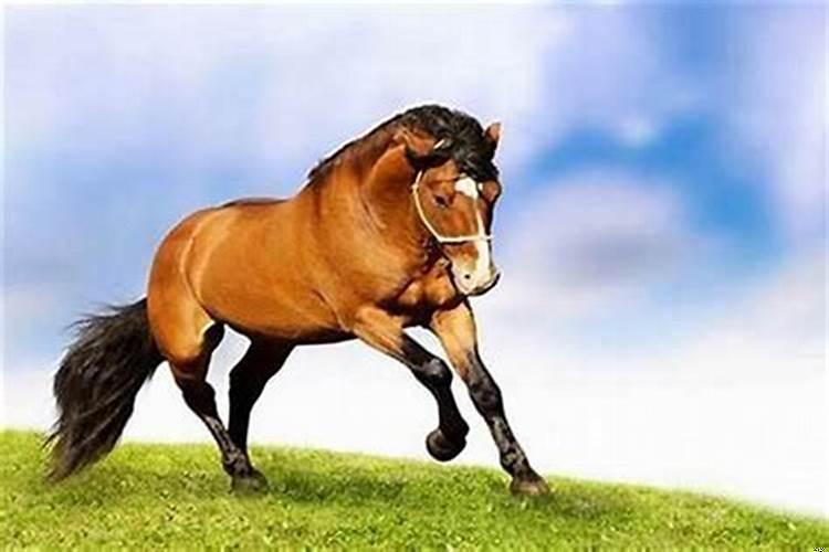 马和马婚配怎么样