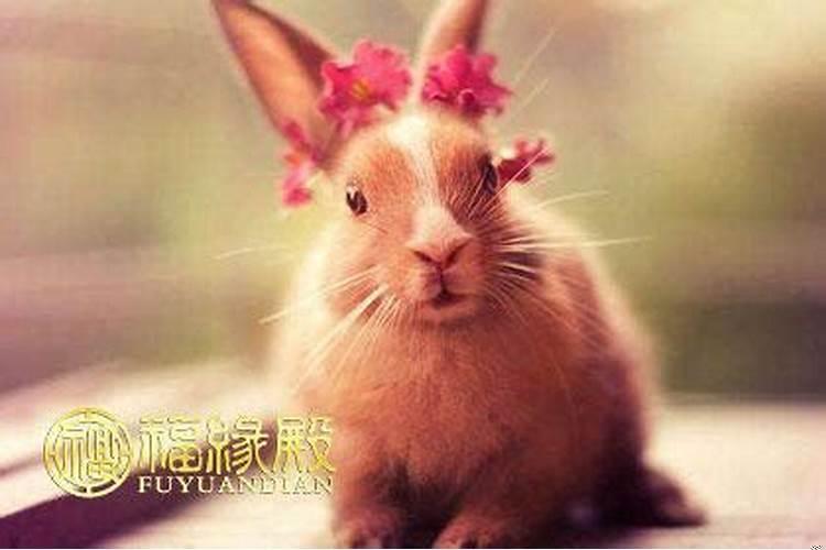 猴跟兔属相合不合