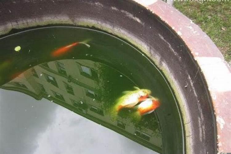 梦见很多死鱼还有活鱼是什么意思