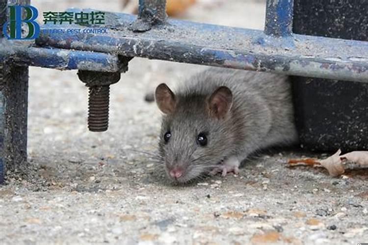 兔子和老鼠相冲吗