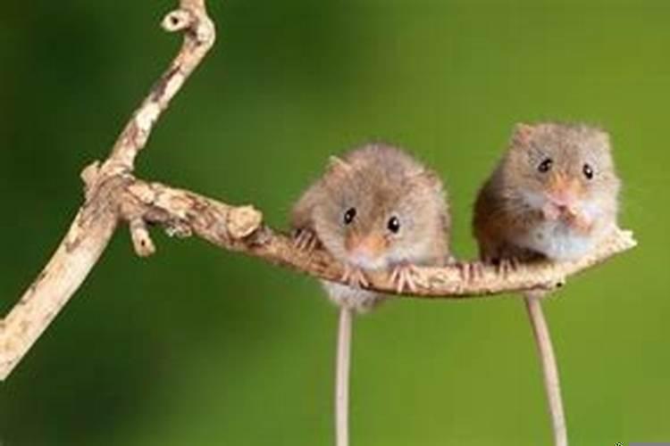 兔子和老鼠相冲吗