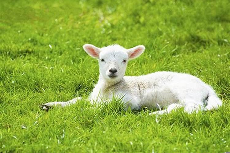 梦见小动物咬自己什么预兆