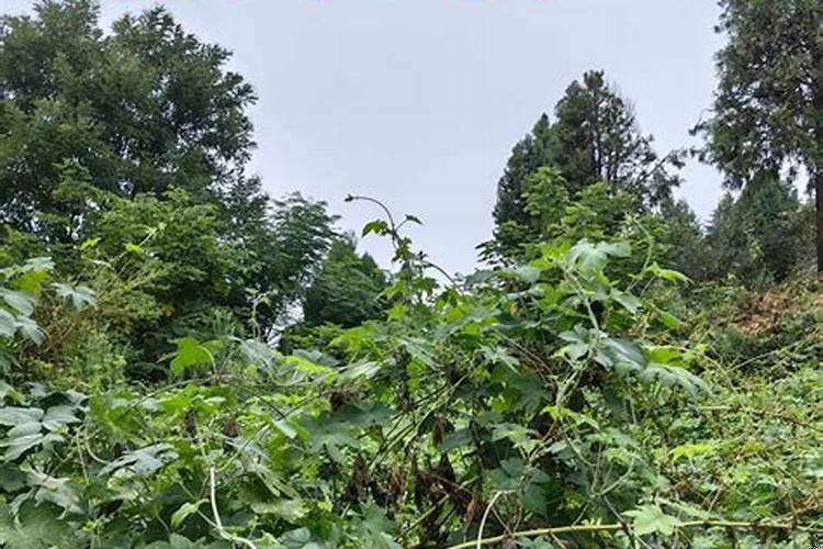 梦见和姐妹和好是什么意思