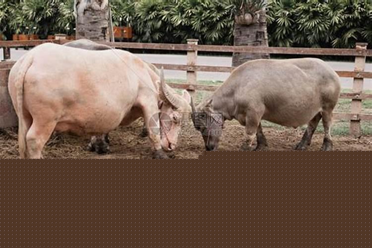 梦见两只水牛凶猛打架