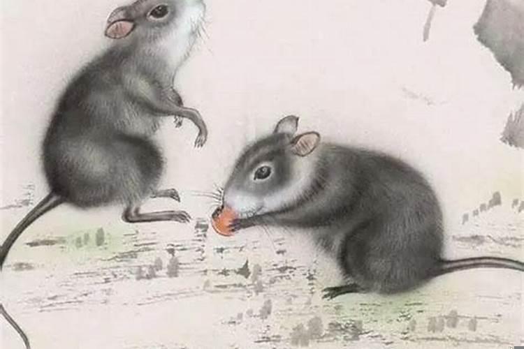 属鼠的人和属蛇的人