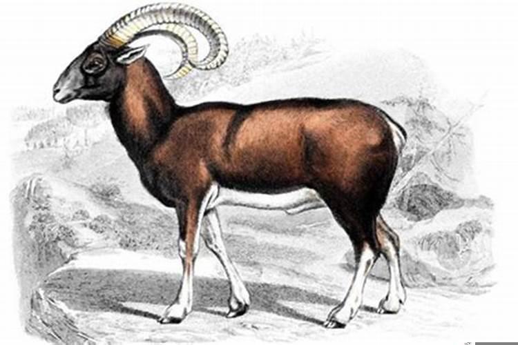 属羊是命不好吗