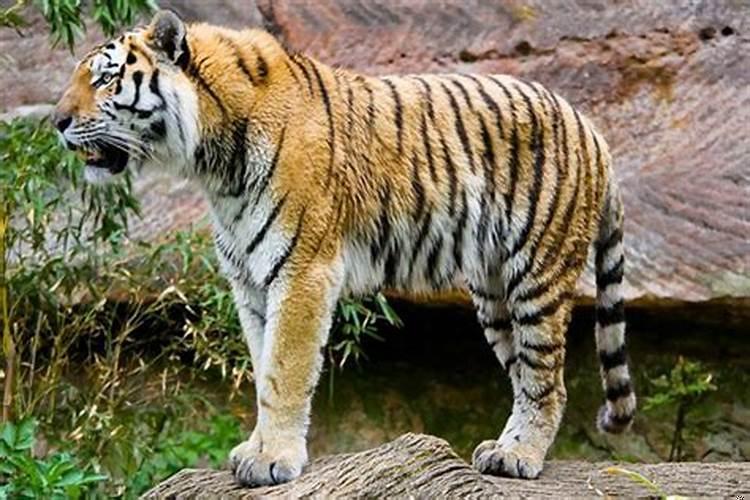 1974年属虎在2020年感情如何