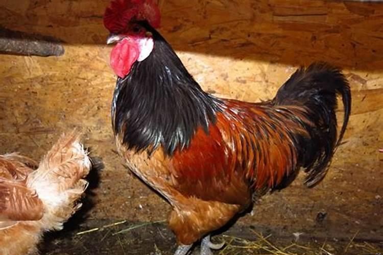 81年属鸡40岁以后交运运势分析