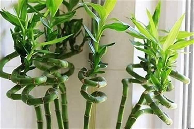 转运竹放在哪里好