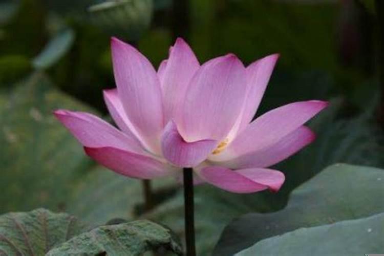 11月下半月星座运势