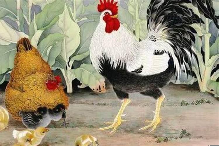 家里三个属鸡请问吉利吗