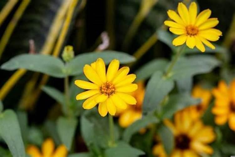 11月下半月星座运势