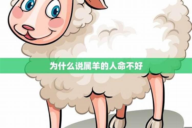 属羊是命不好吗