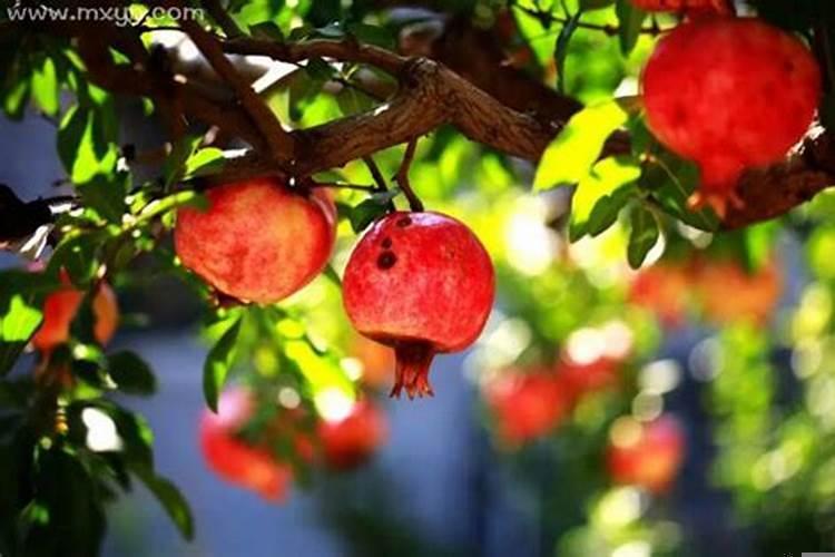 梦到石榴是什么意思