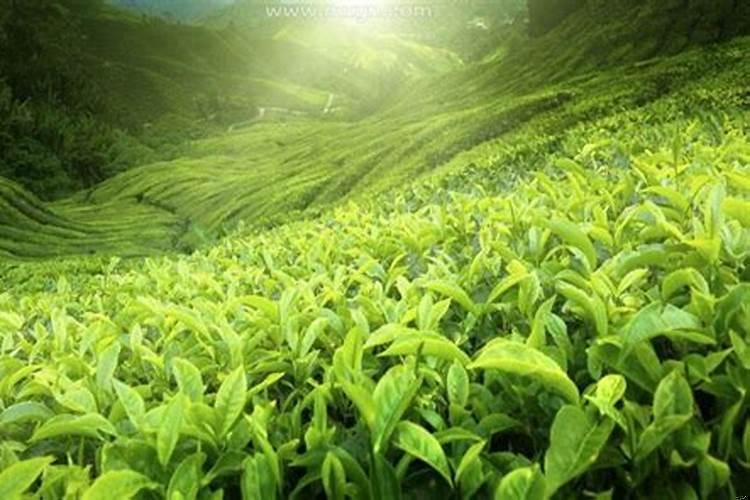 周公解梦梦见绿色的植物好不好看