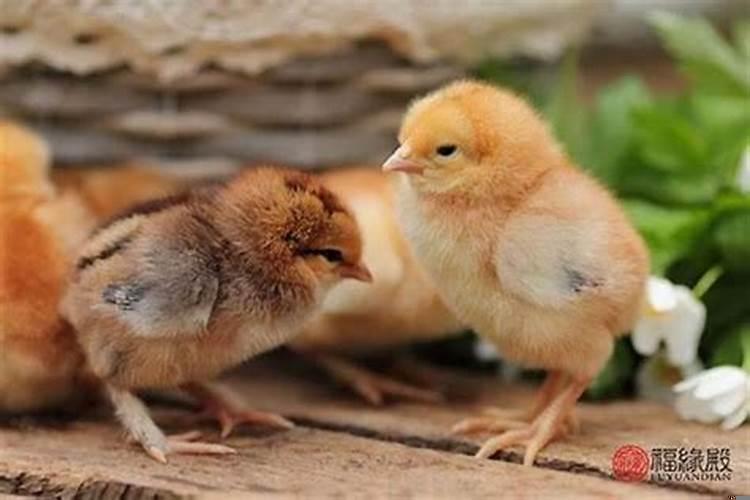 生肖鸡的性格特征是什么