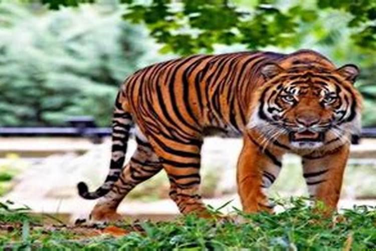 梦见自己养了四只老虎