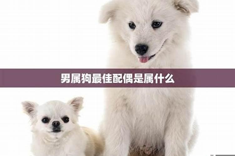 属狗人最佳配偶的属相是什么