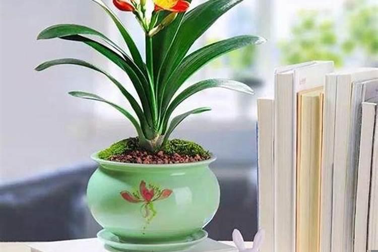 养什么花可以带来好运