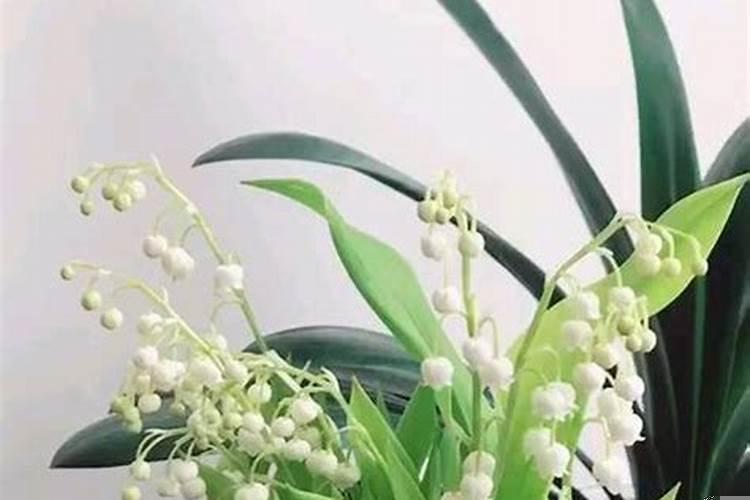 养什么花可以带来好运