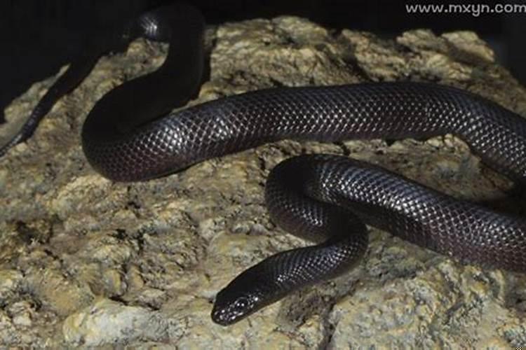 梦见一条黑蛇它冲着我来我打不对它了