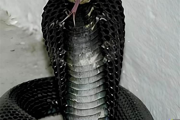 梦见一条黑蛇它冲着我来我打不对它了