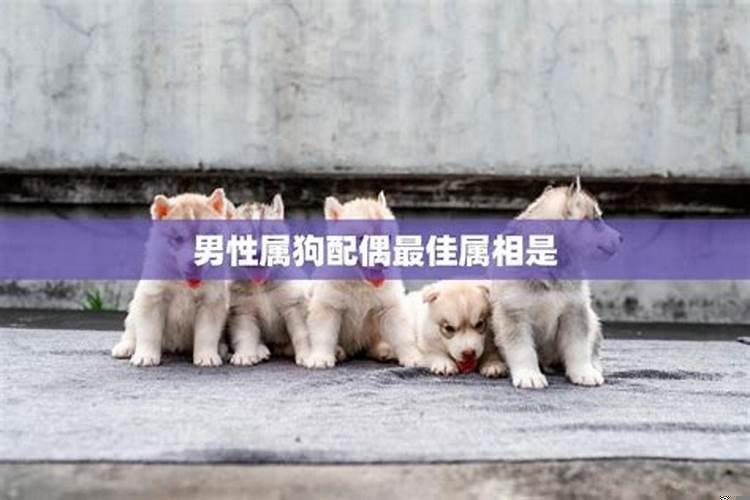 属狗人最佳配偶的属相是什么