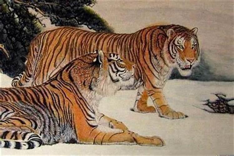 属虎的人怎样转运