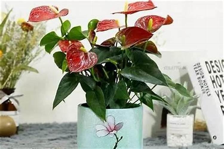 店铺要摆什么植物招财