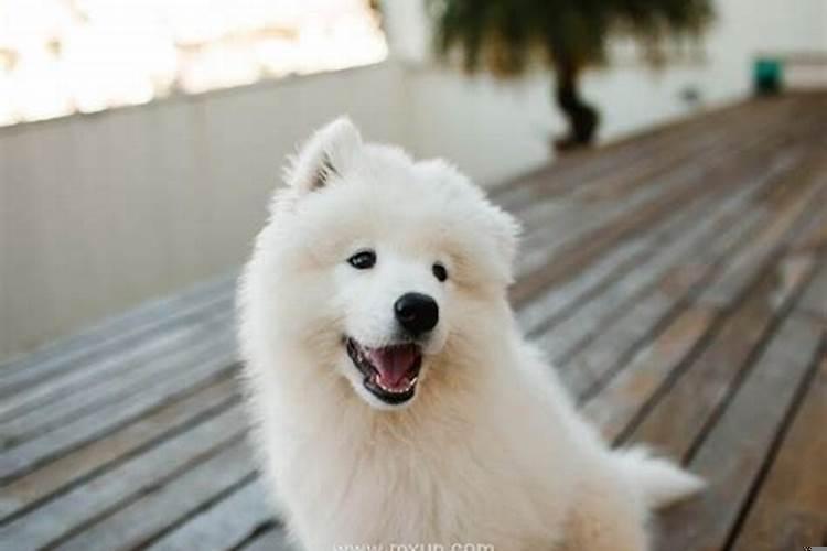 梦见狗来亲自己