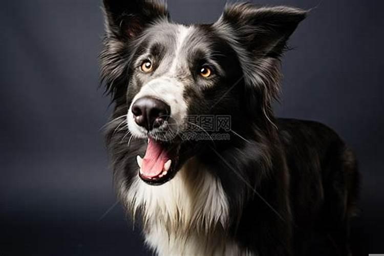 梦见黑白两只小狗是什么意思