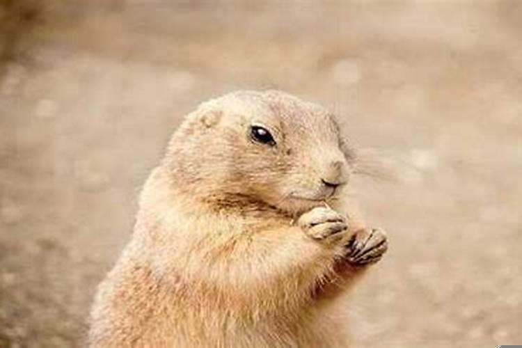 盲派八字怎么看婚姻